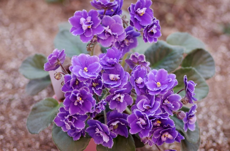 十大最美的花排行榜,你觉得哪个最美? - 植物之最