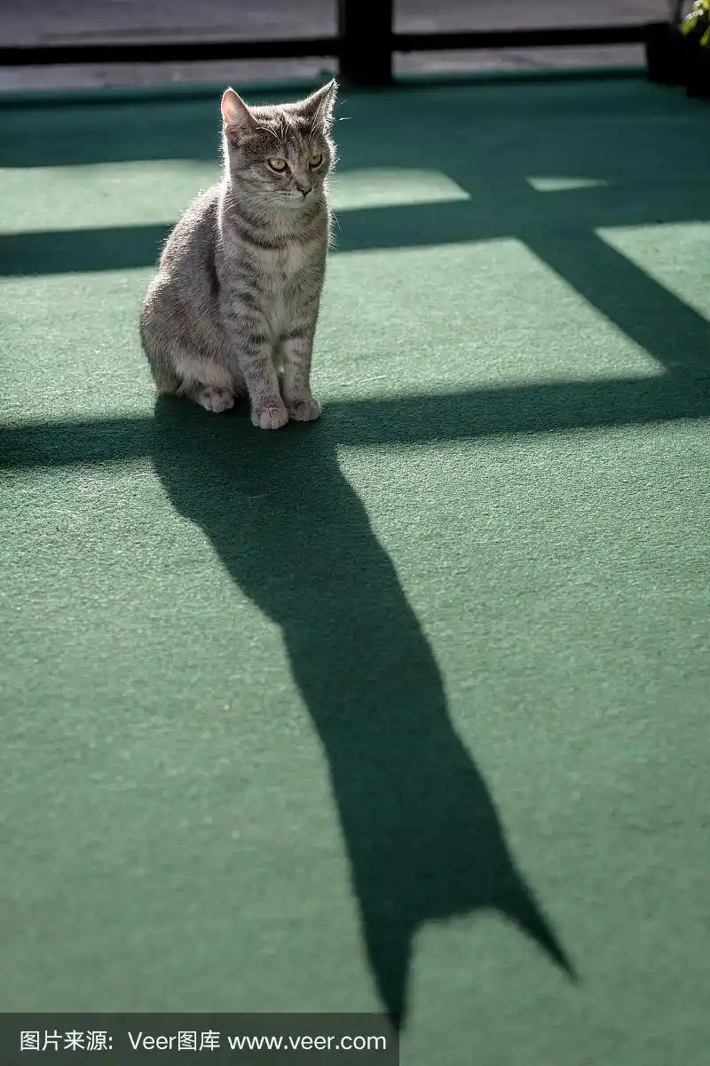 灰色的小猫咪,绿眼睛,坐在阳台的绿地毯上.猫的影子.