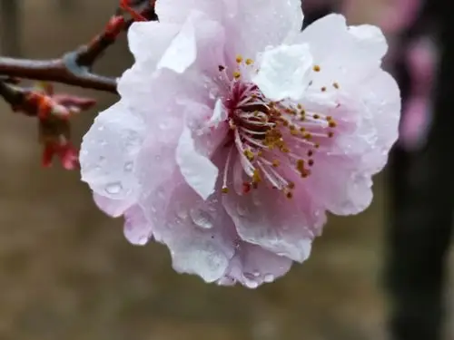 【杰然不同原创】雨中的桃花