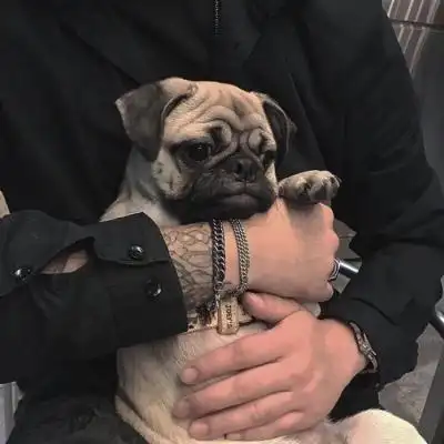 带动物暖心头像酷部位男生猫狗兔兔