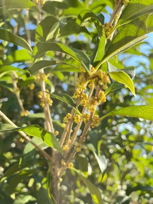 静待花开又是一年桂花飘香时