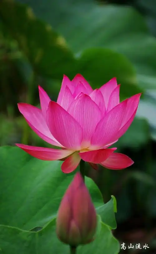 【妖娆炫丽红莲花摄影图片】迎宾荷塘风光摄影_拍风景