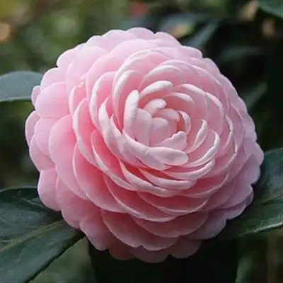 四川茶花童子面花苗批发专业种植批发基地茶花苗培育种植