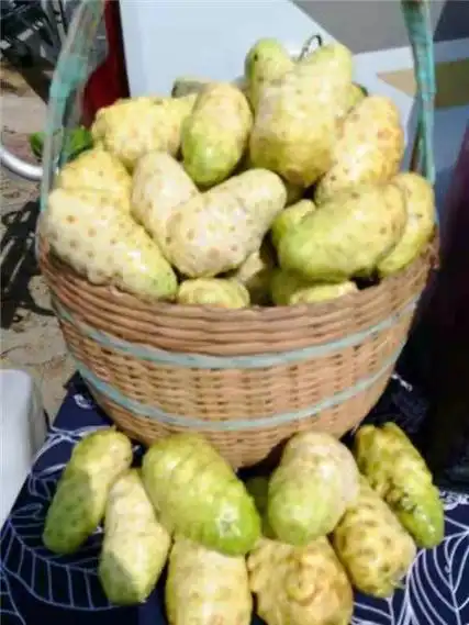 万宁小小诺丽果散发产业大能量