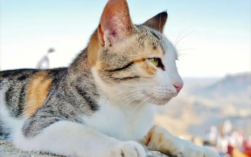 小猫去钓鱼 真难数学题