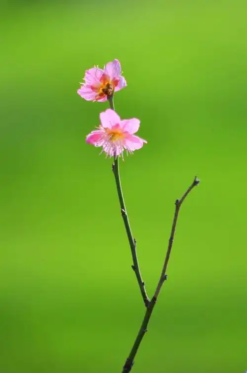 2020•第一朵梅花 - 美篇