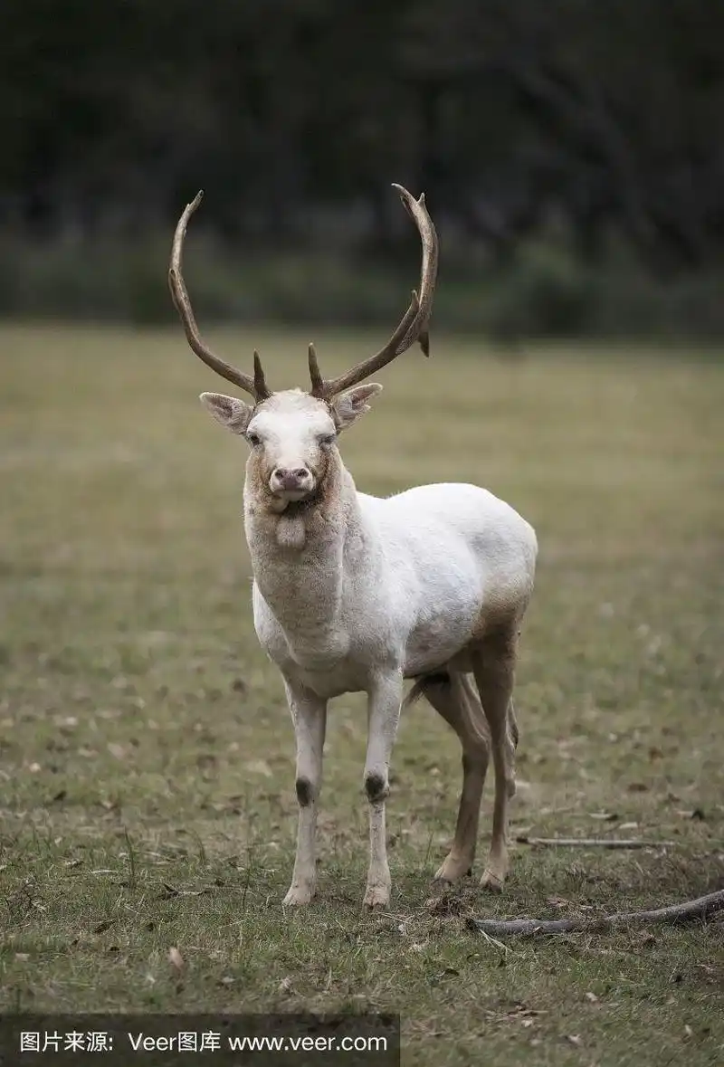 白化鹿看着镜头