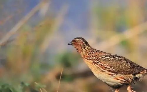 苏北乡村的民俗——斗鹌鹑|棉花|鹌鹑|苏北_新浪新闻