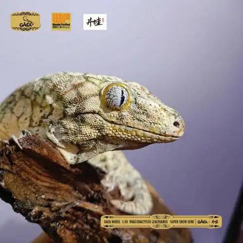 wf2022会场限定款巨人守宫.