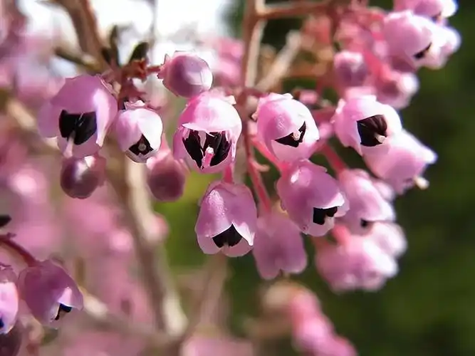 石楠花为什么叫最污花(为什么女生不能闻石楠花)(图10)