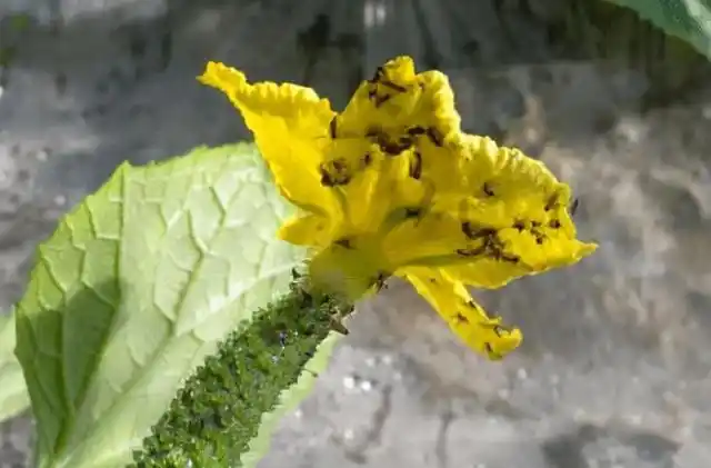 绣球枝叶卷曲,都是因为"一原因",别随意裁剪,否则只能收空盆