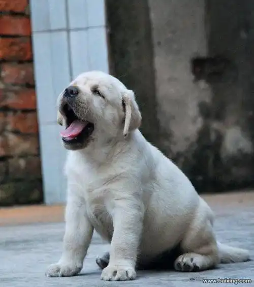 纯种聪明守家拉布拉多导盲犬 大头好品相好d