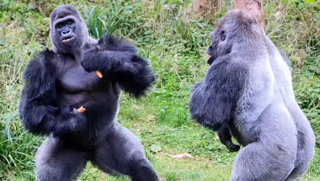 游客激怒银背大猩猩,上前一拳击碎钢化玻璃,下一秒场面瞬间失控