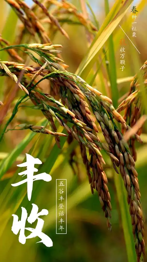 西乡塘区居联村五谷丰登话丰年早稻飘香遍地金