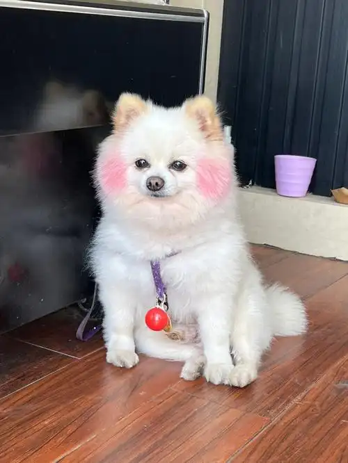 瞄一眼以为是假滴,好搞笑的造型,主人应该也是萌萌路线9292#狗狗