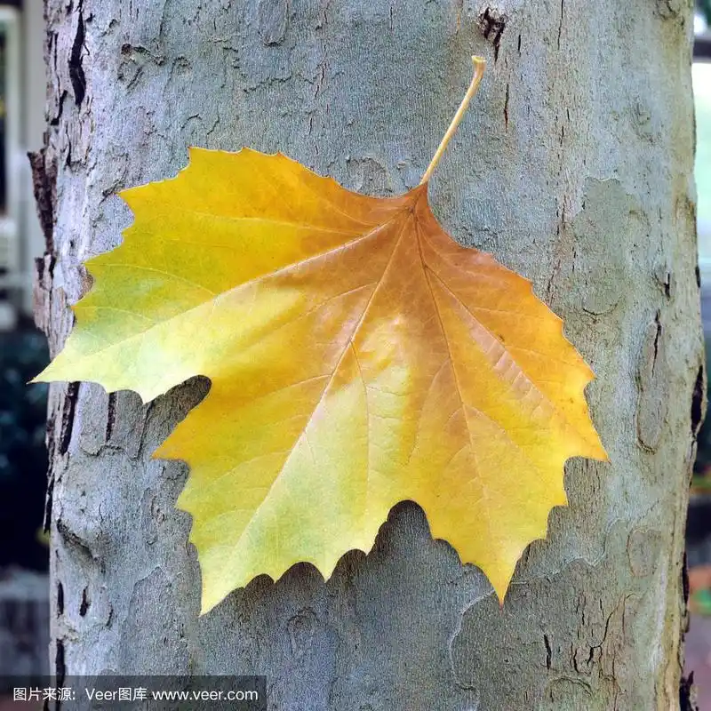 法国梧桐x hispanica;秋天的叶子