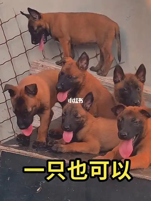 马犬幼犬