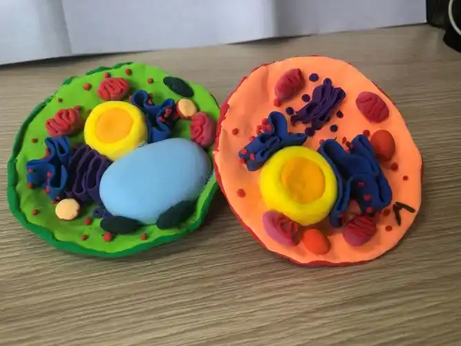 六中"名校 "教育联合体|生物细胞模型作品展——见细胞之微,望生命之