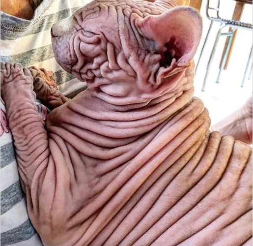 这只无毛猫据说是"世界上最恐怖的猫,它的主人称:我保证它很乖