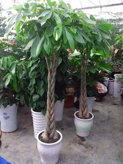 重庆花卉开业发财树摇钱树大植物办公室室内盆栽观叶绿植净化空气