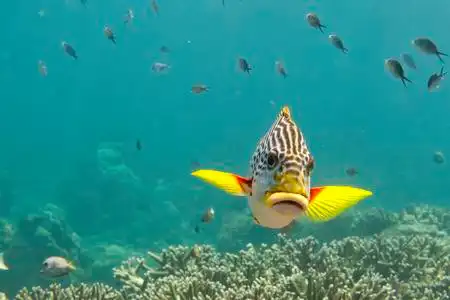 大海在晚上在深蓝色的大海中游泳孤立大嘴唇黄色鱼照片