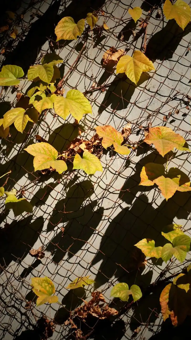爬山虎没有艳丽的花朵,它的叶子也是它的花, - 抖音