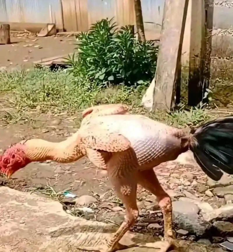 这正拔毛杀鸡呢,拔了一半它跑了,怎么办