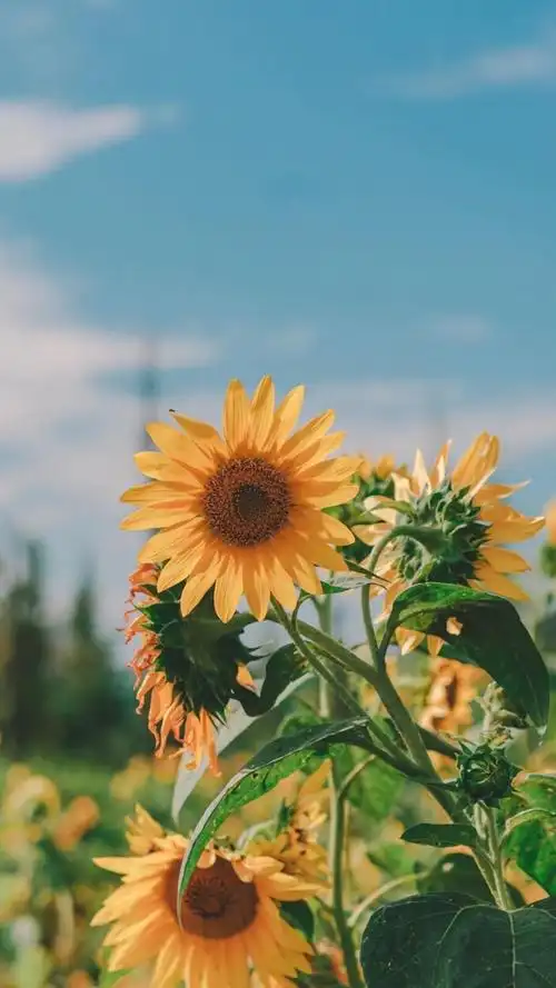 风景壁纸/湖光山色/夜景摄影/小清新/天空晚霞/横屏壁纸/锁屏壁纸