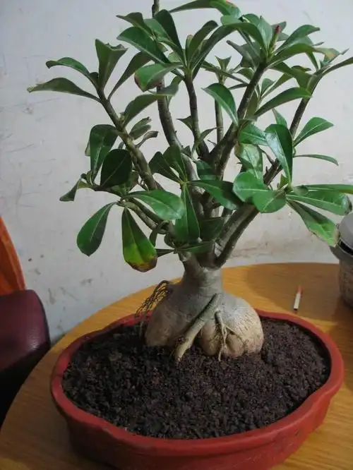 沙漠玫瑰百度图片