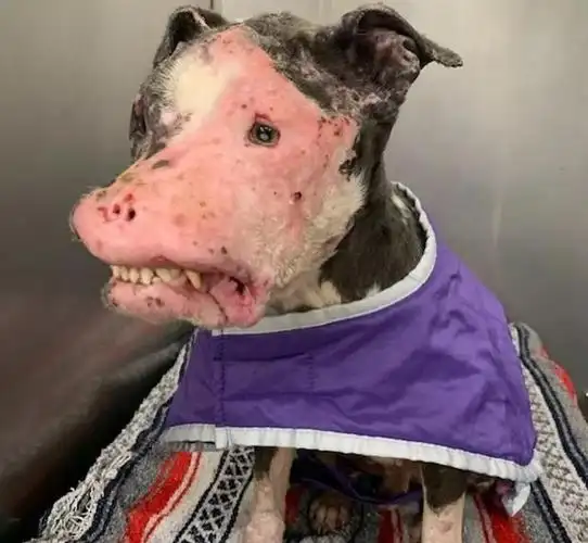 超恐怖流浪狗,头顶却有一颗桃心:外表再丑,也掩盖不了对你的爱