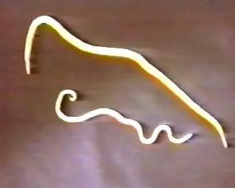 代表:蛔虫,蛲虫,钩虫,丝虫,线虫,秀丽隐杆线虫 2.