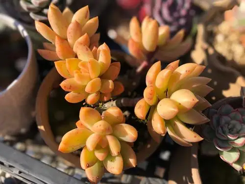 多肉最美季,养肉人日常闲记!