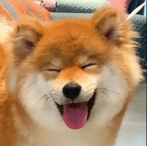 柴犬表情包图片 咧嘴