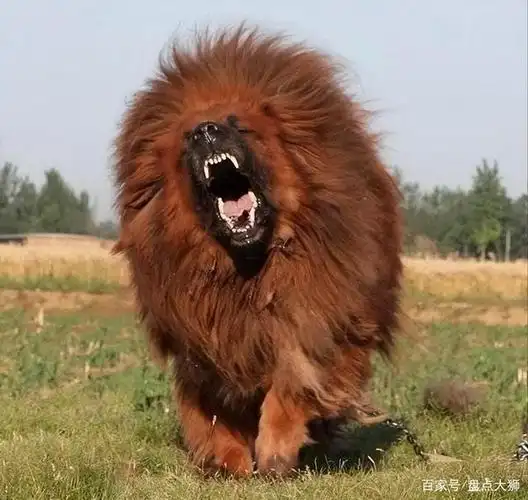 藏獒vs比特犬,当东方战胜遇到西方武圣,谁会笑到最后呢?