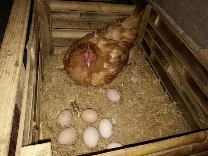 老母鸡正在下蛋