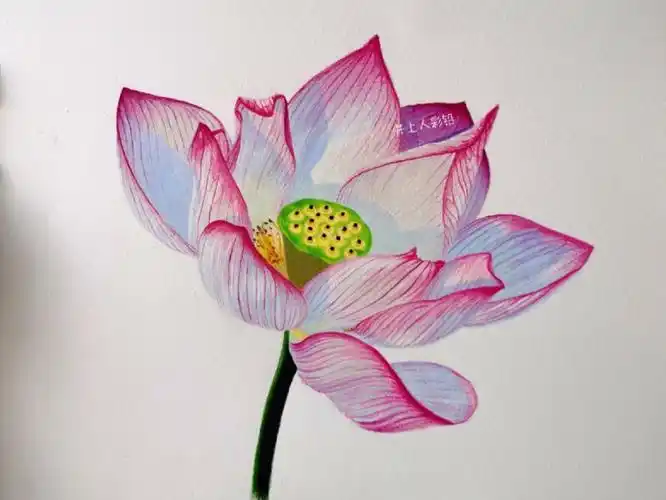 霹雳马彩铅 获多福细纹水彩纸16k#彩铅画  #彩铅手绘  #荷花