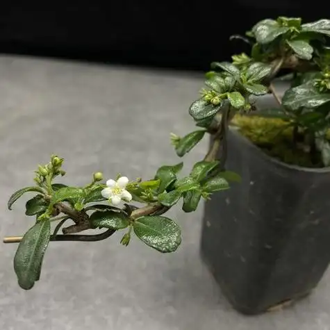 六月雪的功效_六月雪的图片_百草汇