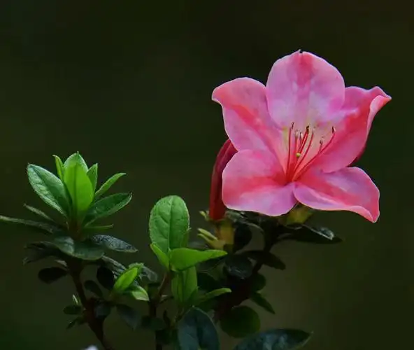 杜鹃花图片(春鹃杜鹃-黄,白,粉,红,紫五彩缤纷,色彩斑斓,艳丽夺目)