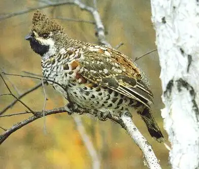 事故发生 防鼠,鹰及小动物喧哗,敲击声,生人等刺激可能引起的飞龙惊群