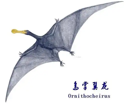 鸟掌翼龙_互动百科