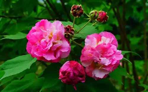 [行行摄摄]又是一年秋风季,芙蓉花繁正当时