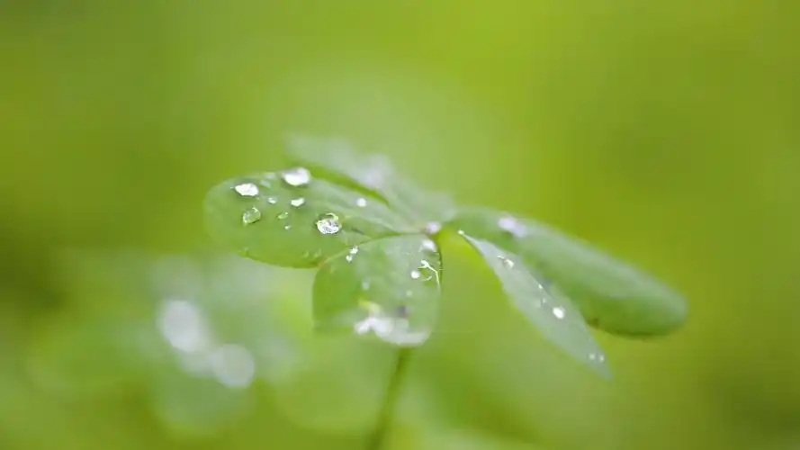 叶子,露水,护眼清新电脑壁纸图片