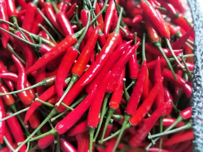 朝天椒 指天椒