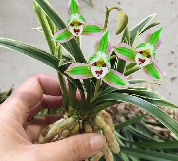 此兰花气质卓绝儒雅,品质高洁,花开双色,有帝王气息,你见过吗