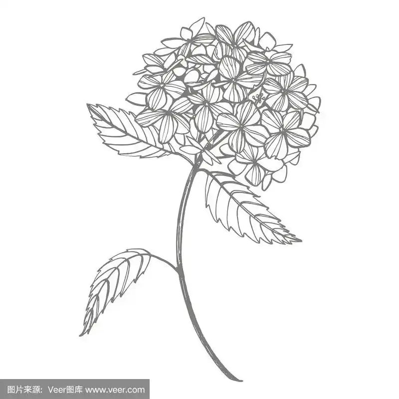 绣球图案插图在复古风格.花绘图和素描与线条艺术在白色的背景.