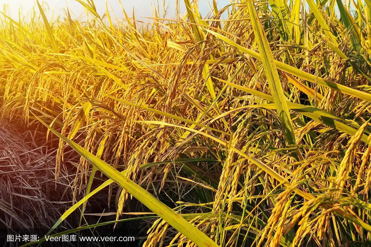 稻谷,黄金稻谷