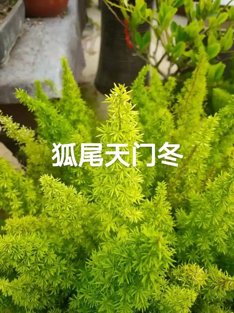 认植物:狐尾天门冬,又名狐尾武竹.百合科天门冬属多年生常绿草 - 抖音