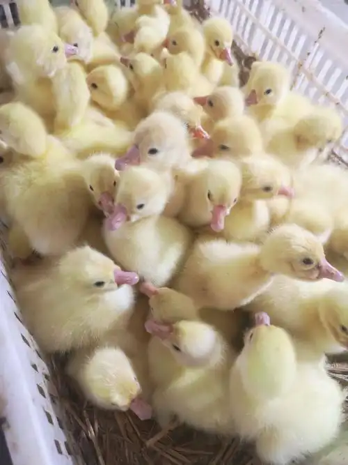 白鹅苗 厂家直销