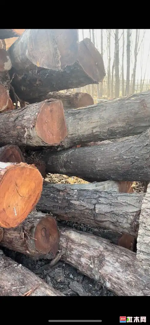 售红椿木,香椿木 - 批木网