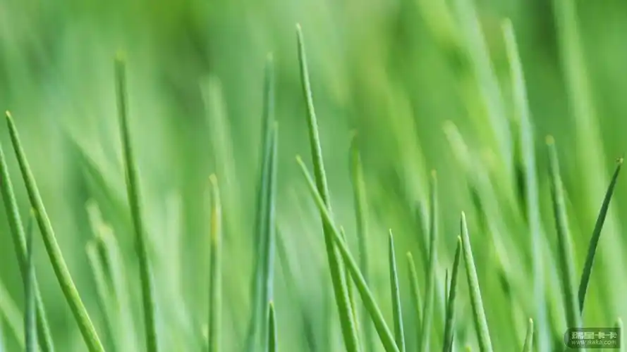 高清护眼壁纸小清新